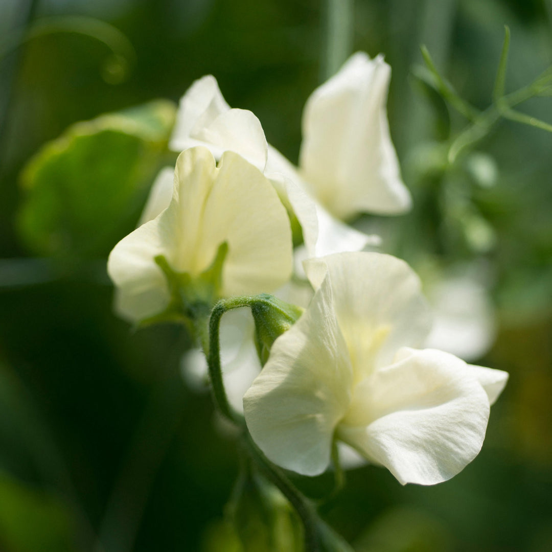 Sweet Pea Jilly Flower | X 10 Seeds