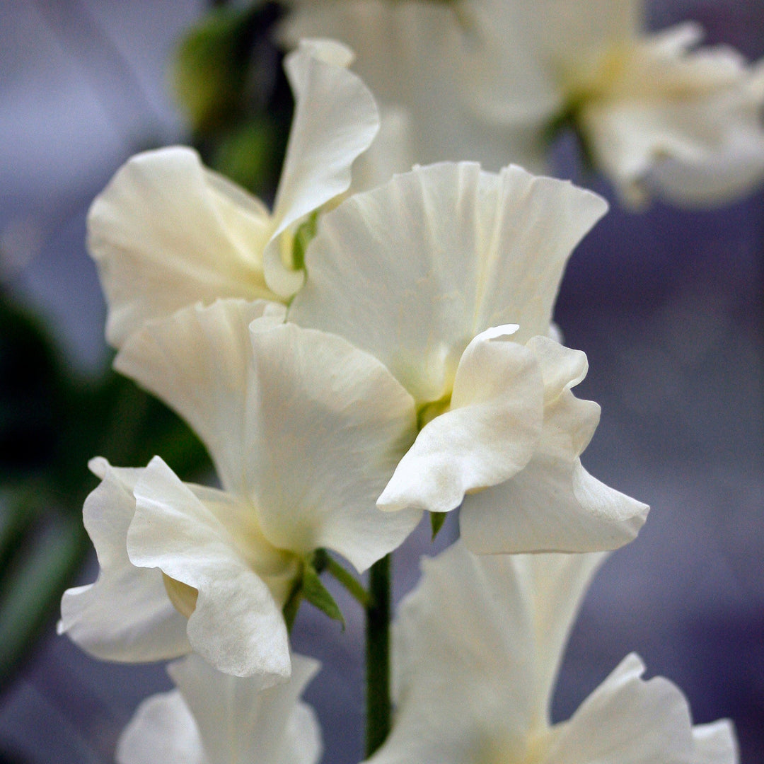 Sweet Pea Lunar Sea Flower | X 10 Seeds