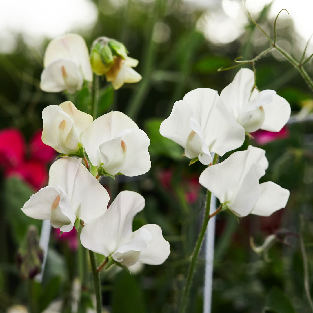 Sweet Pea Mammoth White Flower | X 15 Seeds