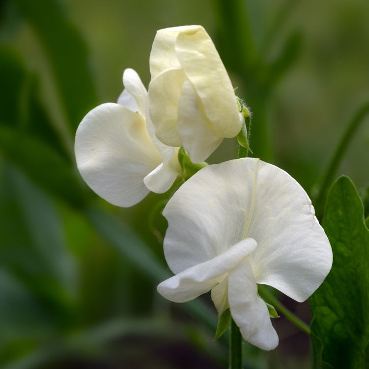 Sweet Pea Mrs Collier Flower | X 10 Seeds
