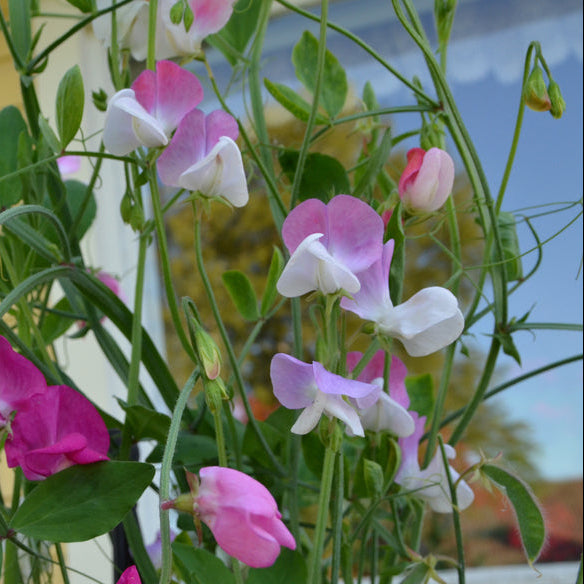 Sweet Pea Nuance Flower | X 10 Seeds
