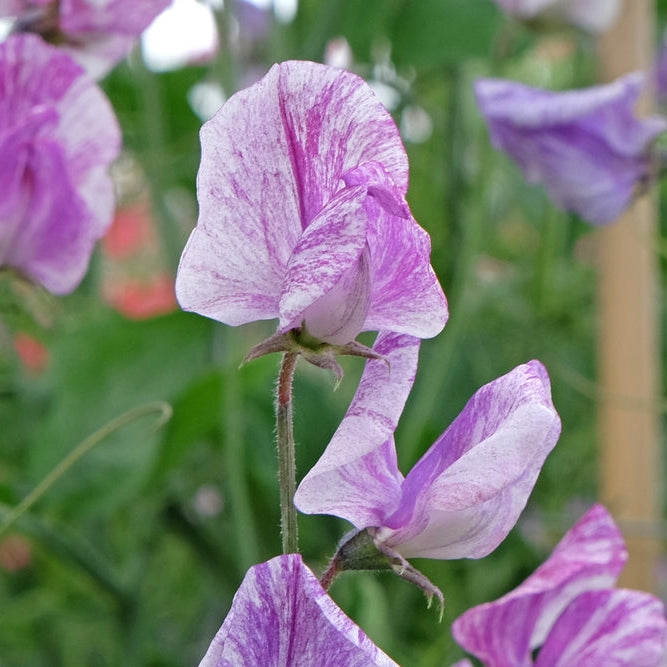 Sweet Pea Pandemonium Flower | X 10 Seeds