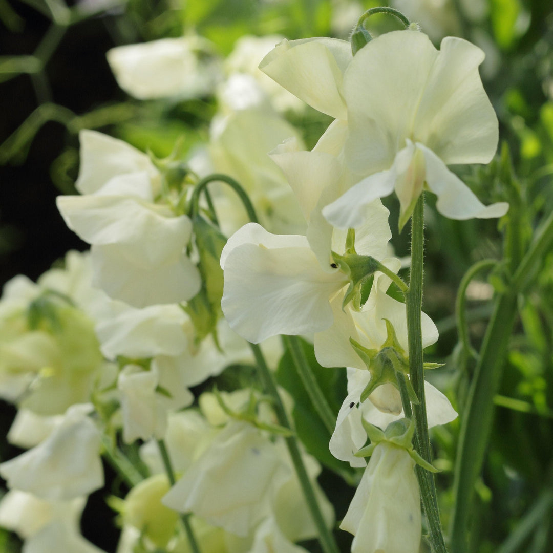 Sweet Pea Spencer Ice Cream Flower | X 15 Seeds