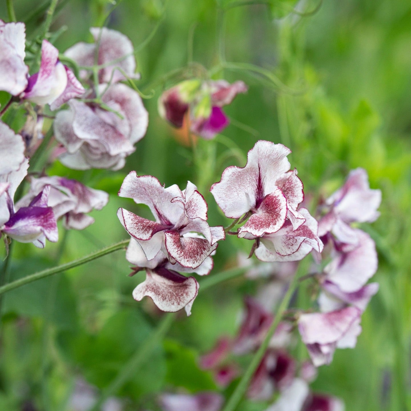 Sweet Pea Spencer Wiltshire Ripple Flower | X 15 Seeds – Veggie ...