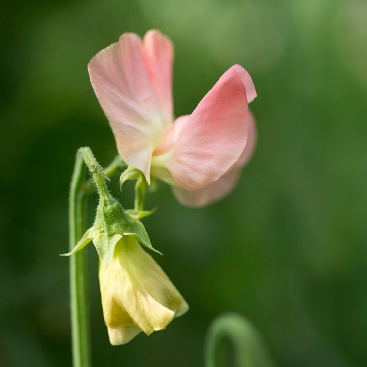 Sweet Pea Spring Sunshine Champagne Flower | X 10 Seeds