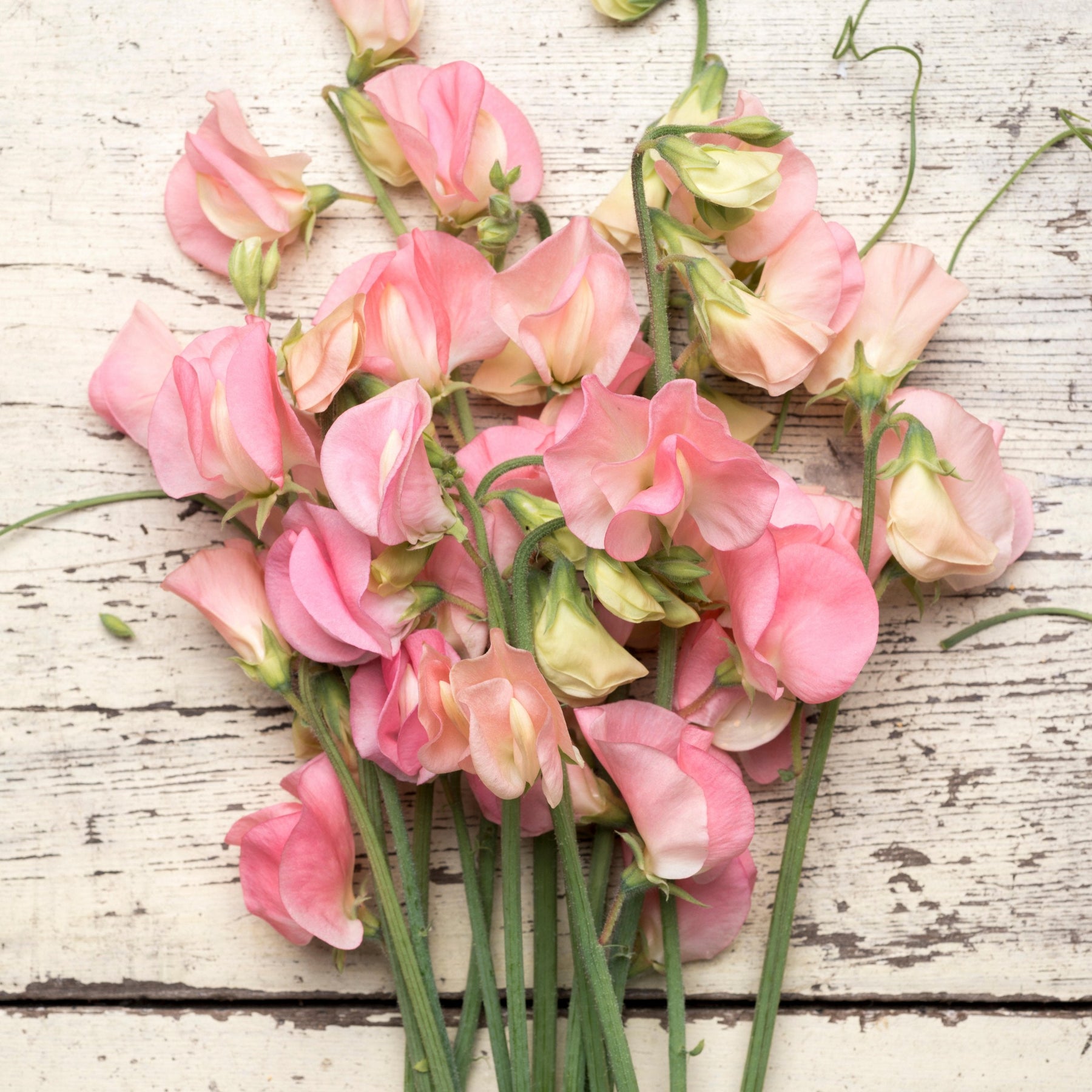 Sweet Pea Spring Sunshine Peach Flower | X 10 Seeds – Veggie & Flower ...