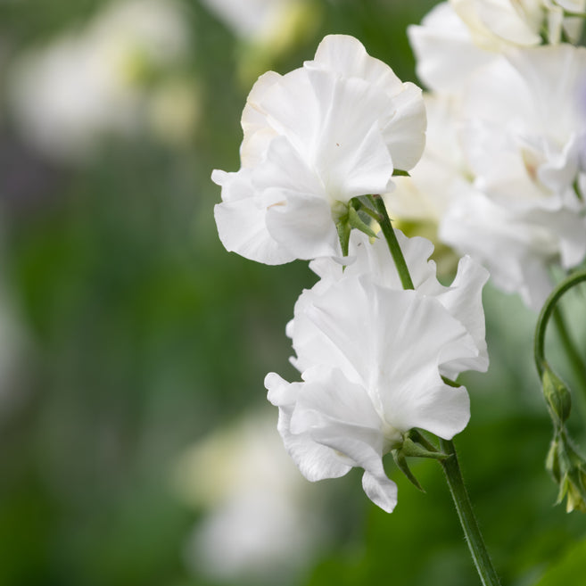 Sweet Pea Wild Swan Flower | X 10 Seeds