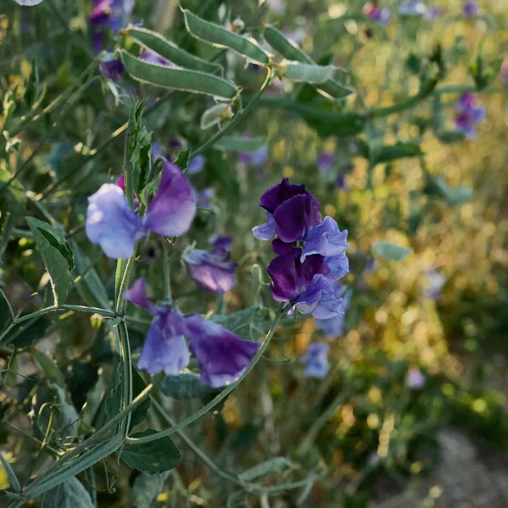 Sweet Pea North Shore Flower | X 10 Seeds