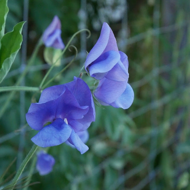 Sweet Pea Ocean Foam Flower | X 10 Seeds