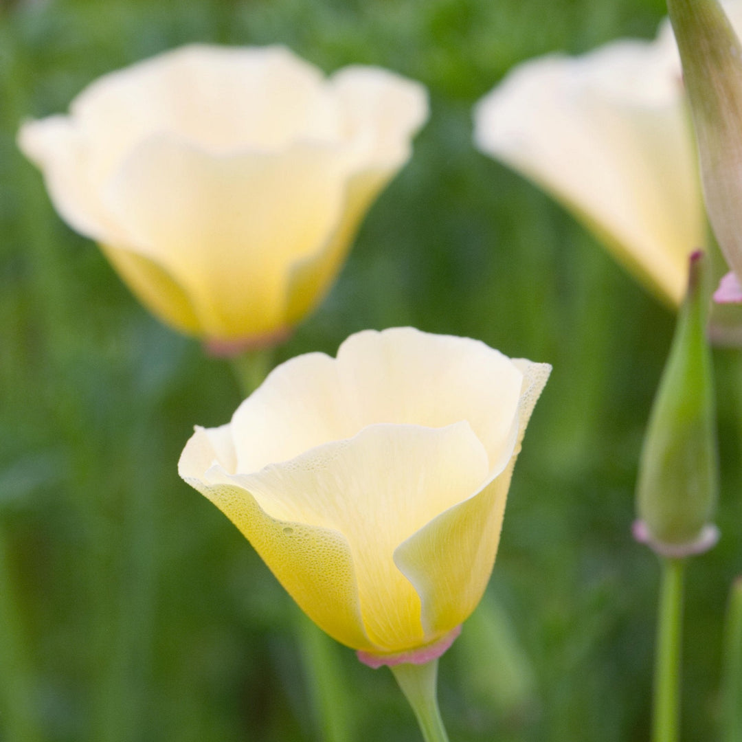 California Poppy Cream White Alba Flower | X 150 Seeds