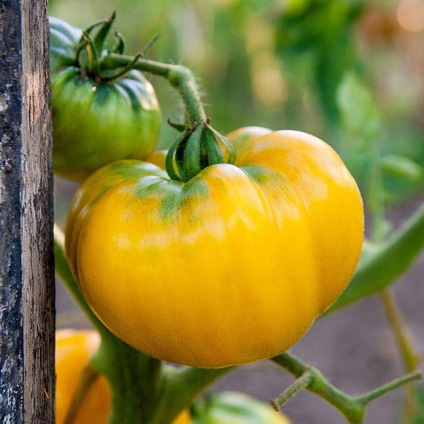 Tomato Mortgage Lifter Yellow | x 50 Seeds (Heirloom) (Not To WA ...