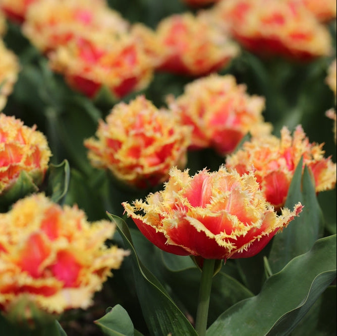 Tulip Brisbane Double Fringe Flower | Pack of 3 Bulbs (NOT TO WA)