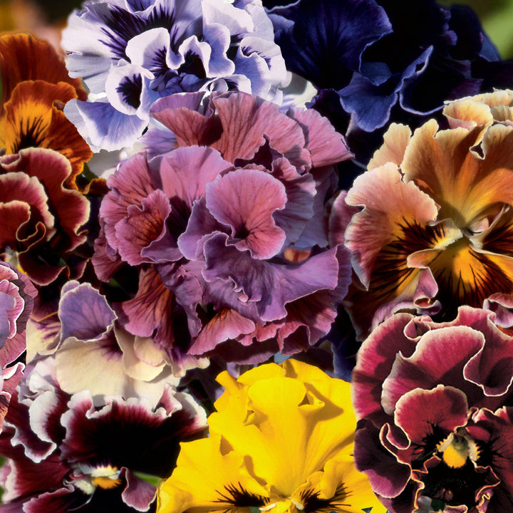 Viola Flamenco Mix Flower | X 30 Seeds
