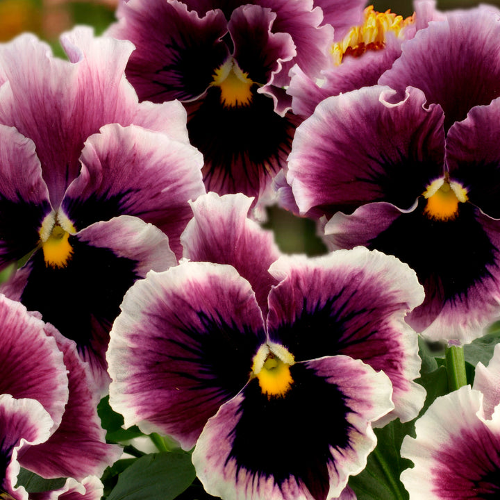 Viola Flamenco Violet Ringled Flower | X 30 Seeds