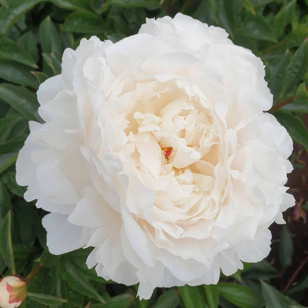 Peony Yang Fe Chu Yu Root Stock (NOT TO WA)