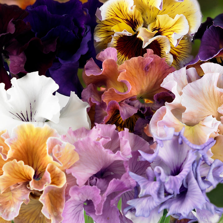Viola Flamenco Mix Flower | X 30 Seeds