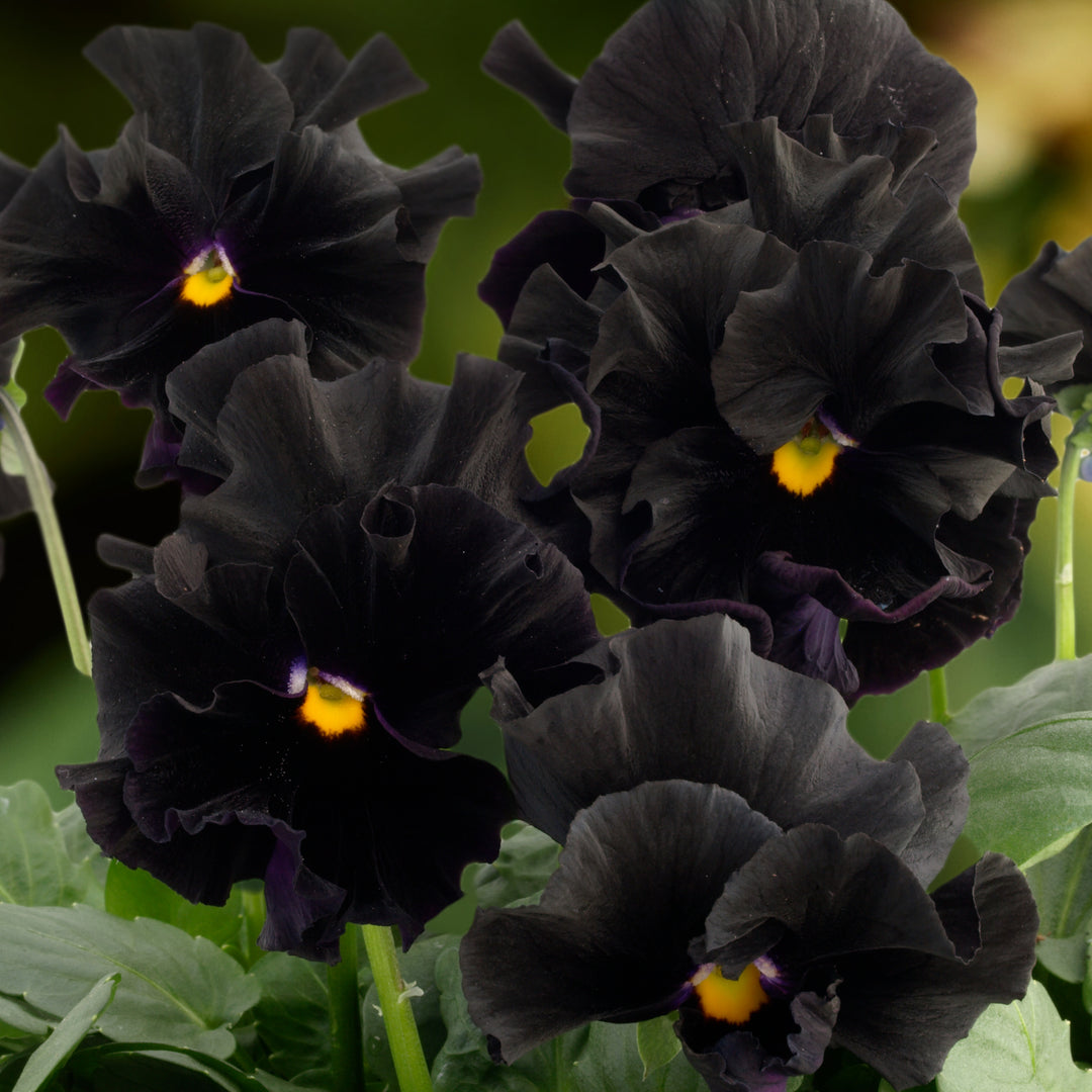 Viola Flamenco Black Moon Flower | X 30 Seeds