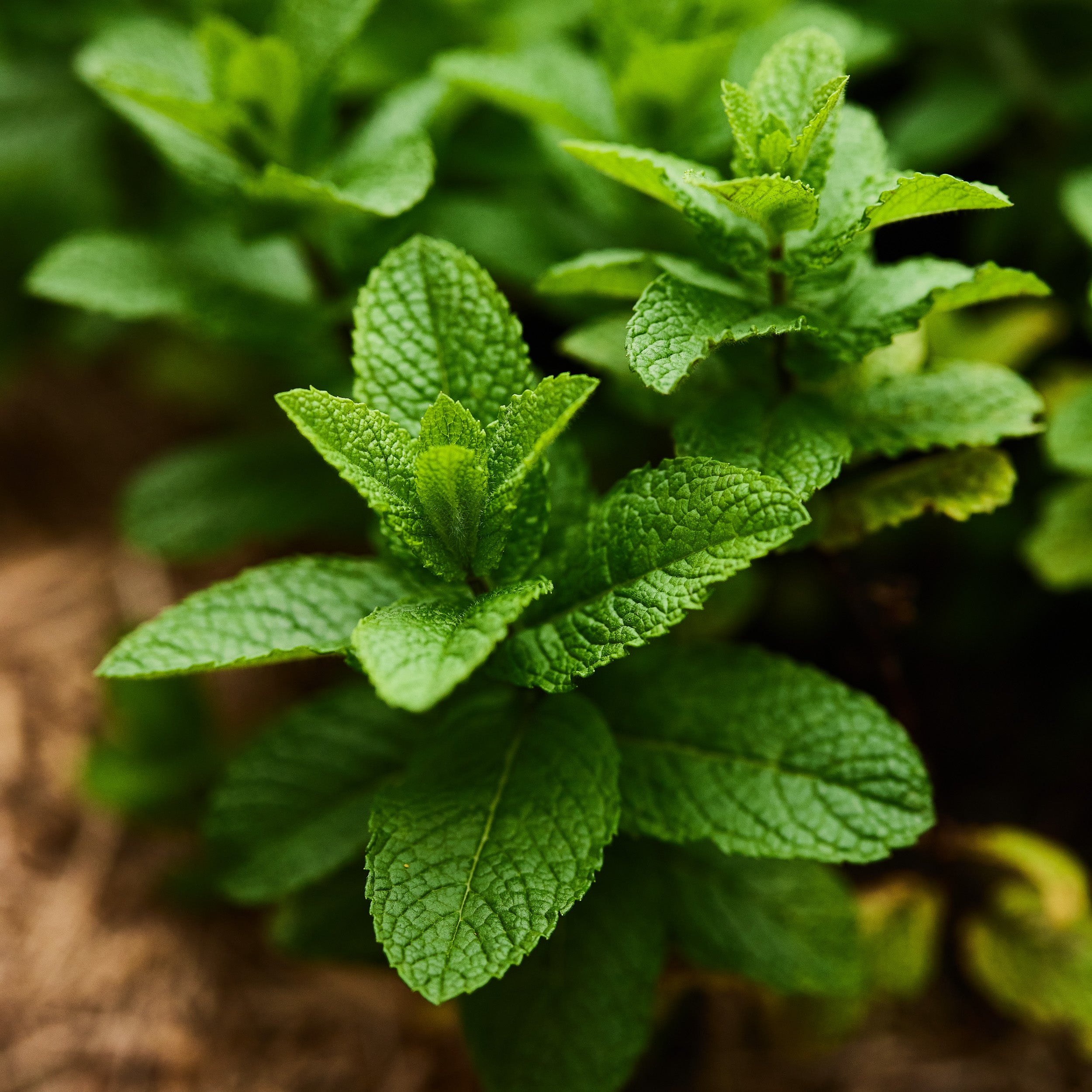 Mint Spearmint Herb | X 100 Seeds – Veggie & Flower Garden Seeds