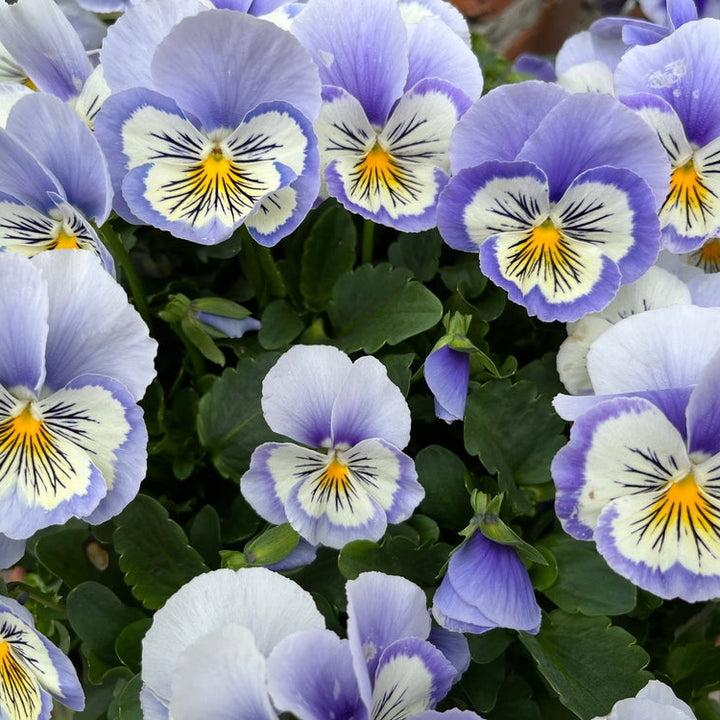 Viola Cats Marina Flower | X 30 Seeds