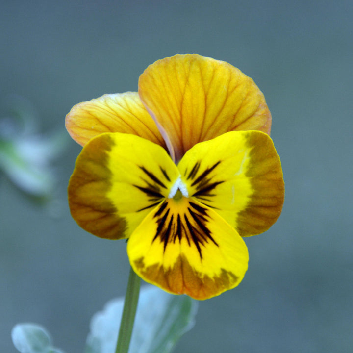 Viola Deltini Honeybee Flower | X 30 Seeds