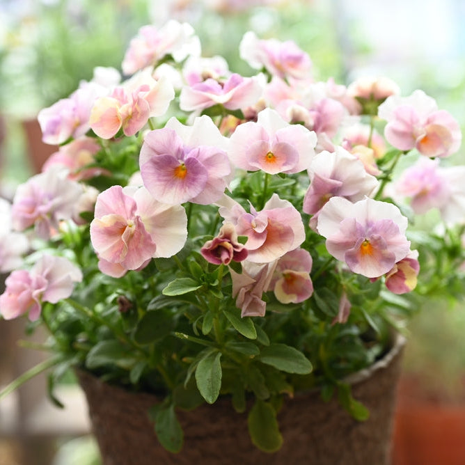 Viola Dynamic Antique Shades Flower | X 30 Seeds