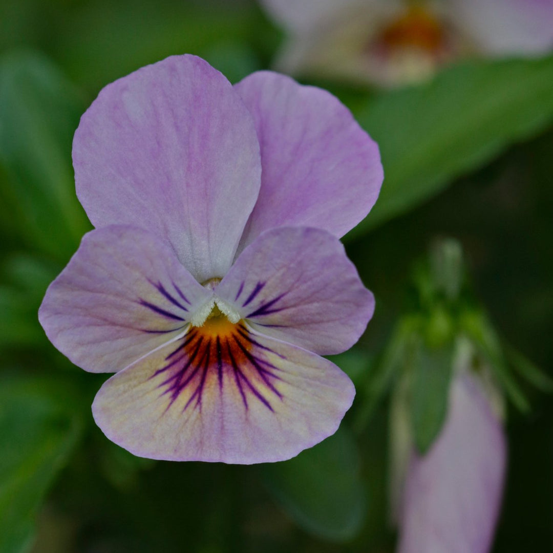 Viola Dynamic Lavender Shades Flower | X 30 Seeds