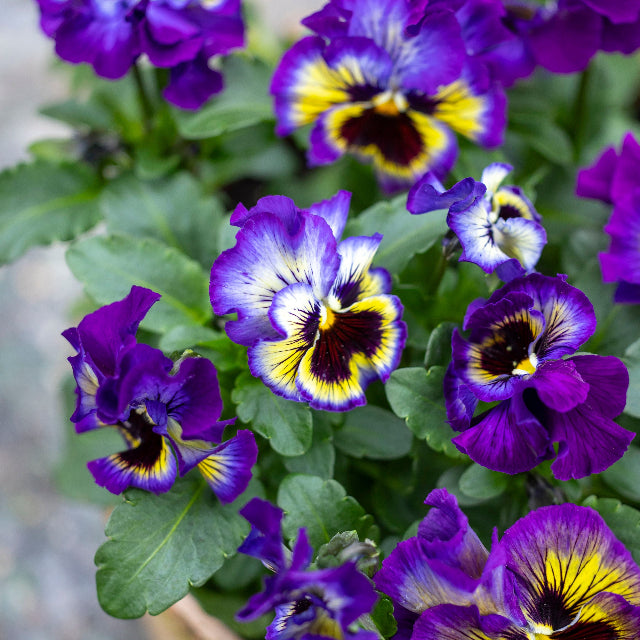 Viola Frizzle Sizzle Lemonberry Flower | X 30 Seeds