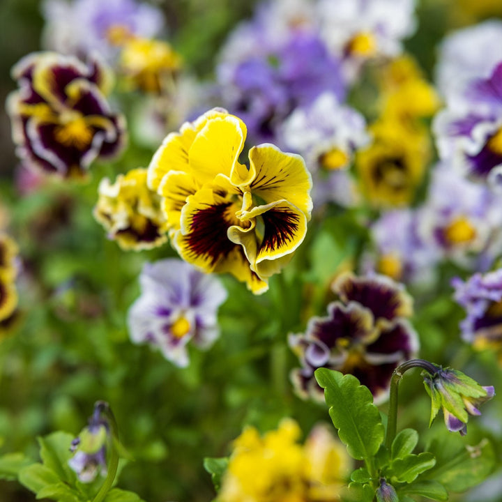 Viola Frizzle Sizzle Mix Flower | X 30 Seeds