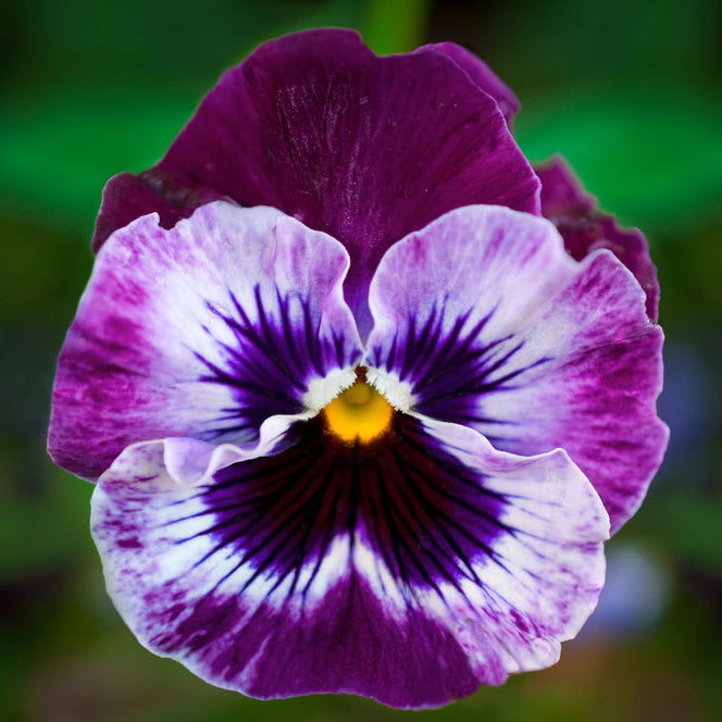 Viola Frizzle Sizzle Raspberry Flower | X 30 Seeds