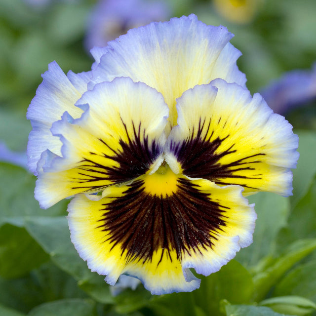Viola Frizzle Sizzle Yellow/Blue Swirl Flower | X 30 Seeds