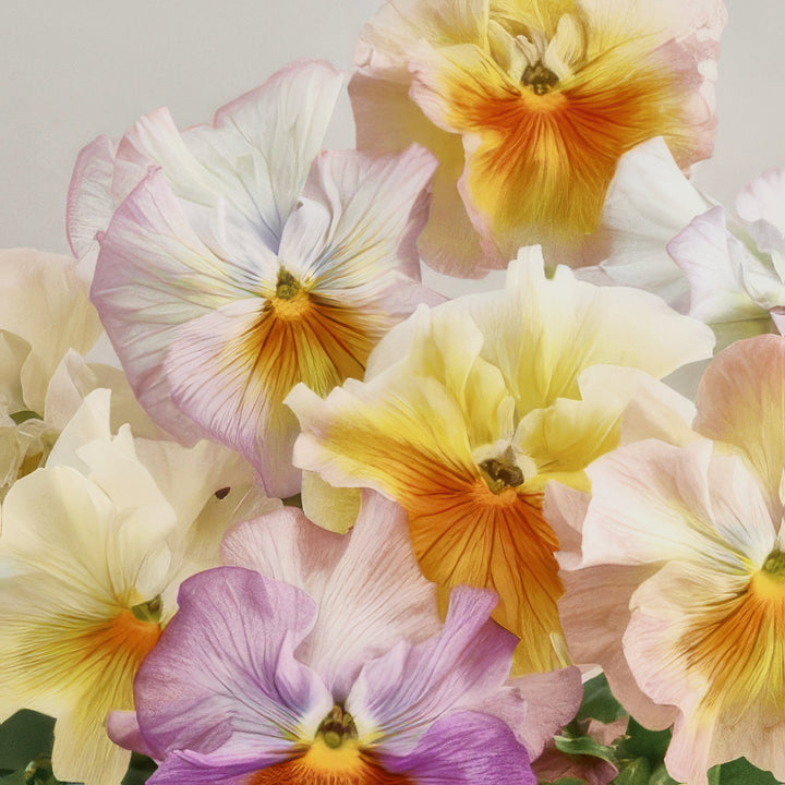 Viola Flamenco Azure Limonette Flower | X 30 Seeds