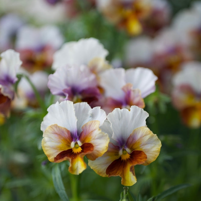 Viola Flamenco Terracotta Flower | X 30 Seeds