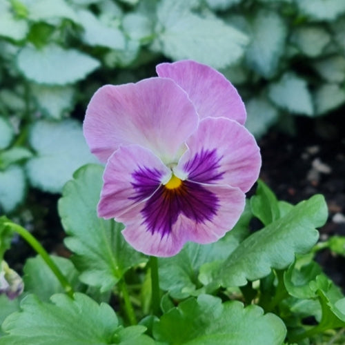 Viola Nature Rose Pink Flower | X 30 Seeds
