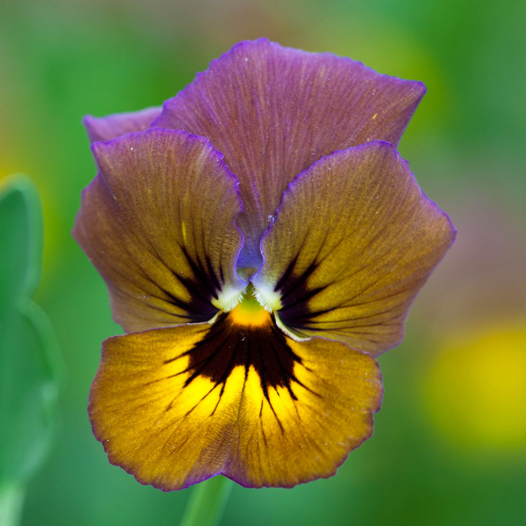 Viola 'Brush Strokes' Flower Seeds - Rare Perennial, 25+ Seeds For Zones 3-9