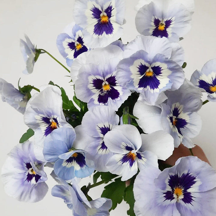 Viola Dynamic Marina Flower | X 30 Seeds