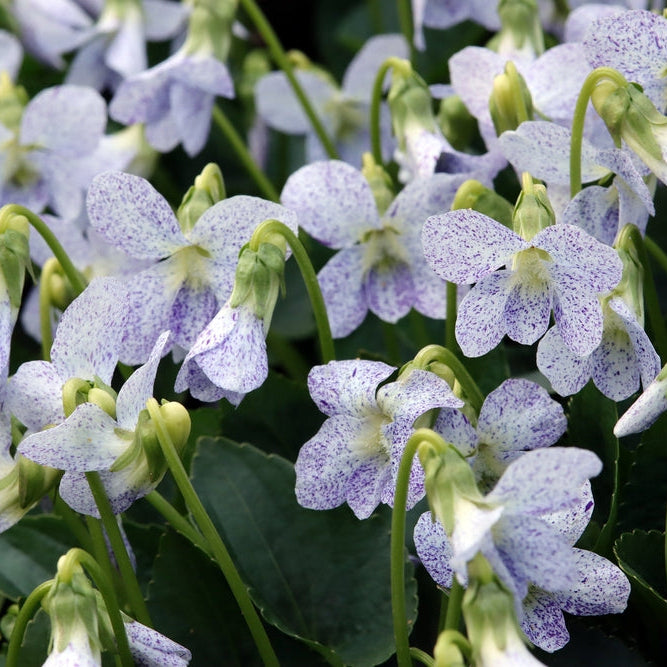 Viola Freckles Flower | X 20 Seeds