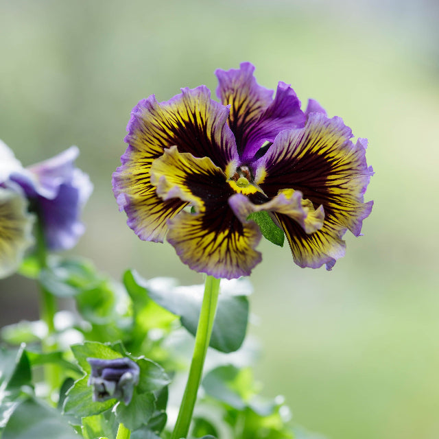 Viola Frizzle Sizzle Lemonberry Flower | X 30 Seeds