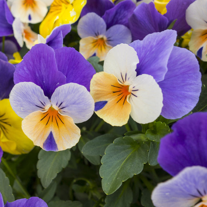 Viola Penny Peach Jump Up Flower | X 30 Seeds