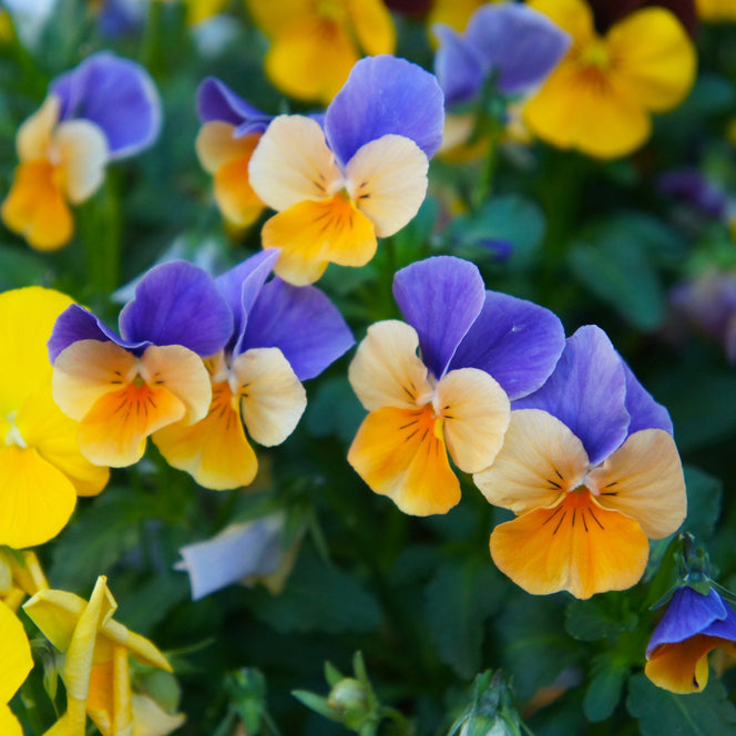 Viola Penny Peach Jump Up Flower | X 30 Seeds