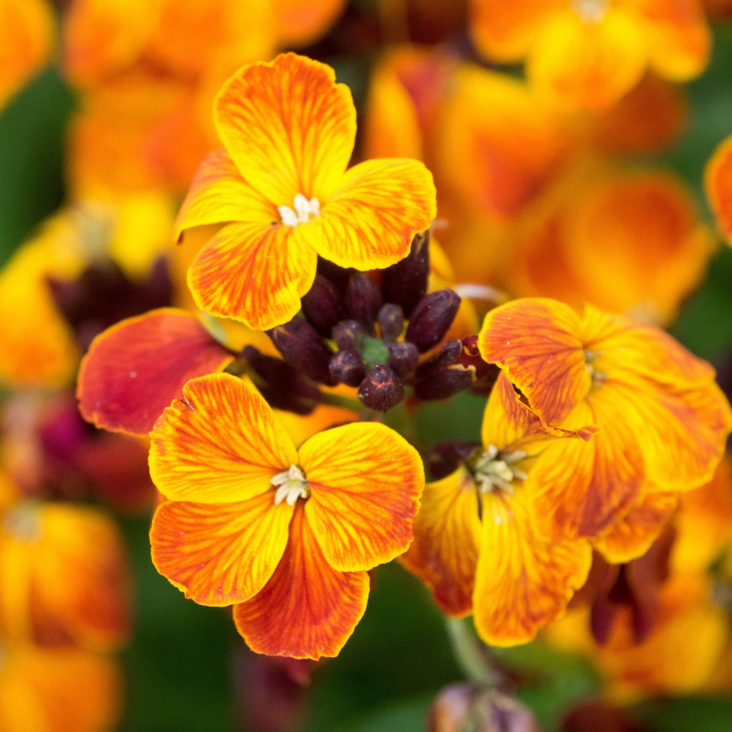 Wallflower Fire King Flower | X 100 Seeds – Veggie & Flower Garden Seeds