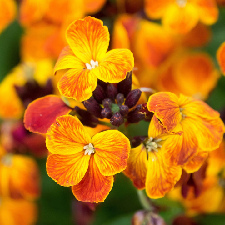 Wallflower Fire King Flower | X 100 Seeds – Veggie & Flower Garden Seeds