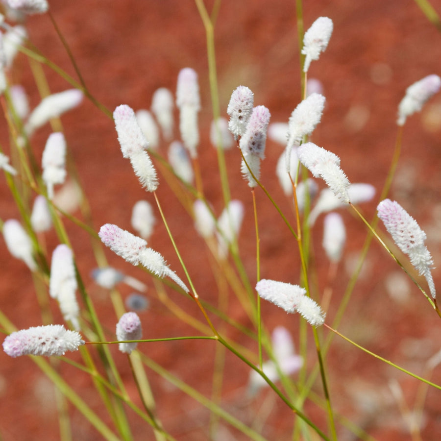 Australian Native Seeds – Veggie & Flower Garden Seeds
