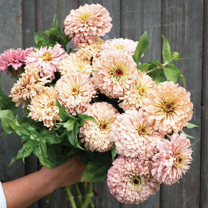 Zinnia Ballerina Flower | X 20 Seeds