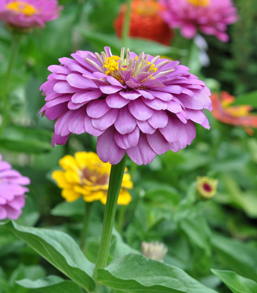 Zinnia Benary's Giant Lilac Flower | X 30 Seeds – Veggie & Flower ...