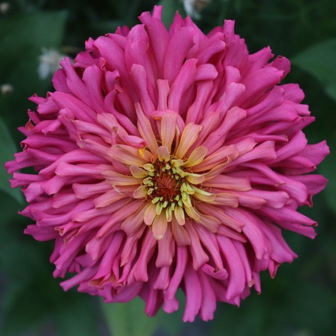 Zinnia Burpeeana Mix Flower | X 50 Seeds – Veggie & Flower Garden Seeds