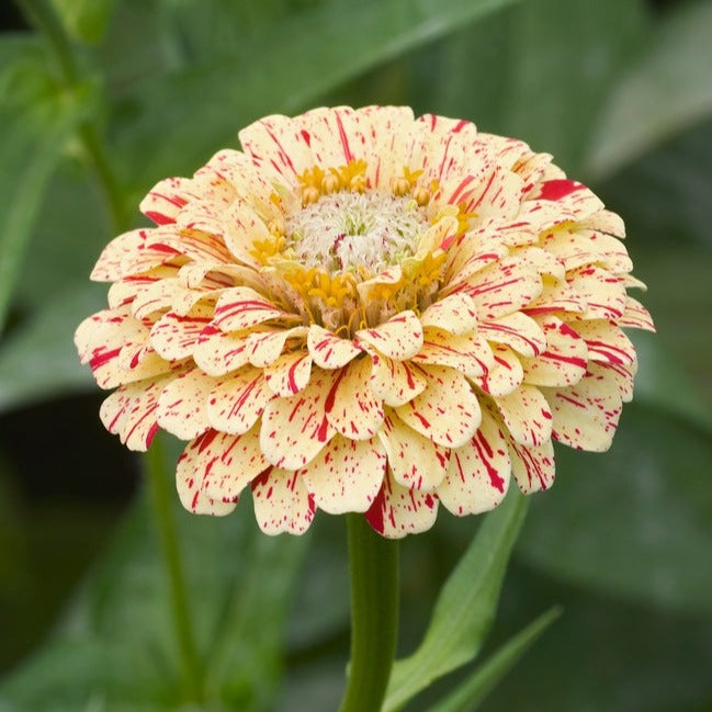 Zinnia Peppermint Stick Flower | X 50 Seeds