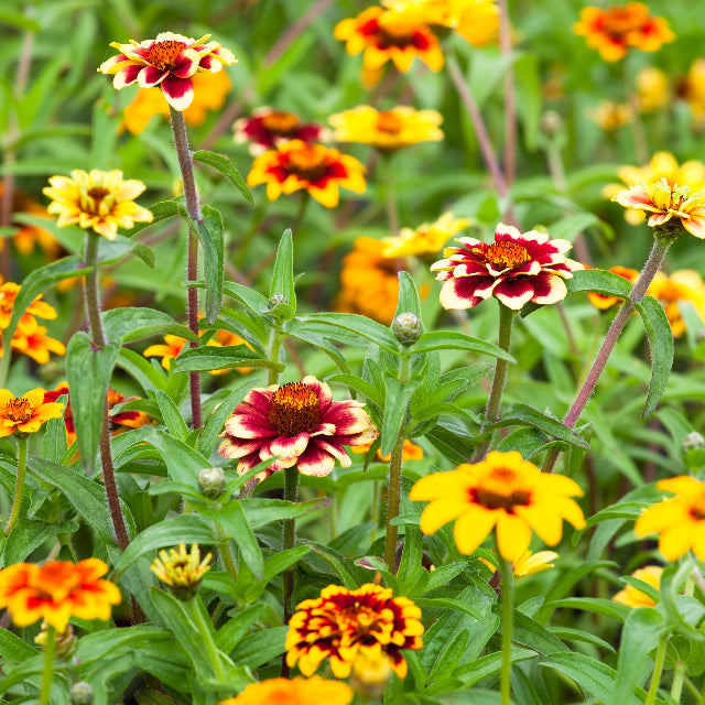 Zinnia Persian Carpet Mix Flower | X 70 Seeds