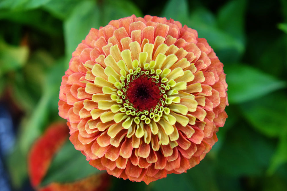 Zinnia Queeny Orange with Lime Flower | X 30 Seeds