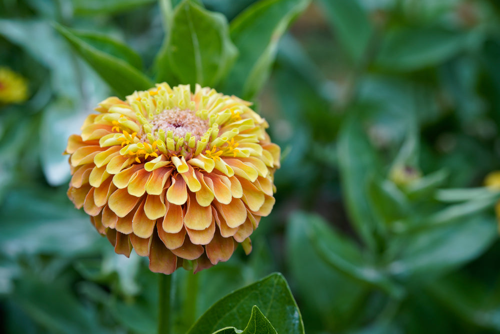 Zinnia Queen Orange with Lime Flower | X 30 Seeds