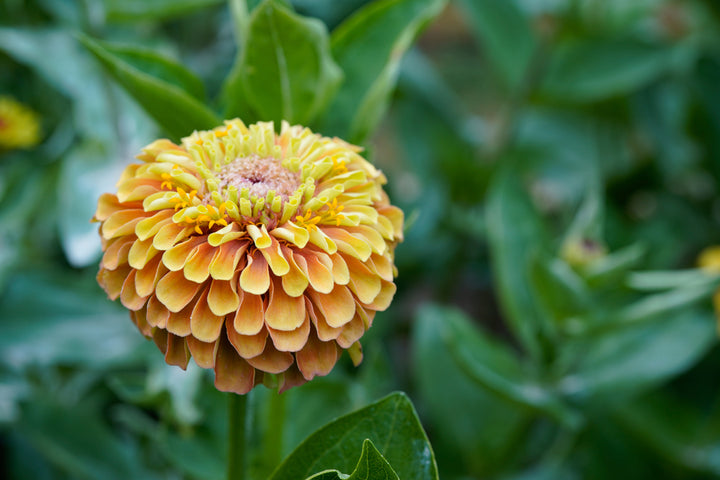 Zinnia Queeny Orange with Lime Flower | X 30 Seeds